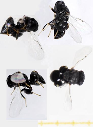 Brachymeria inermis